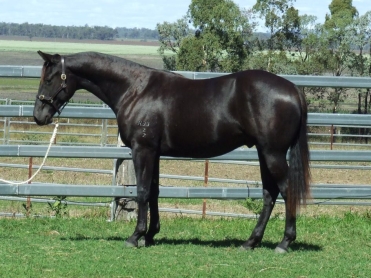 Braeview Waratah (Rugged Kid - Braeview Ebony x Braeview Cool Change)